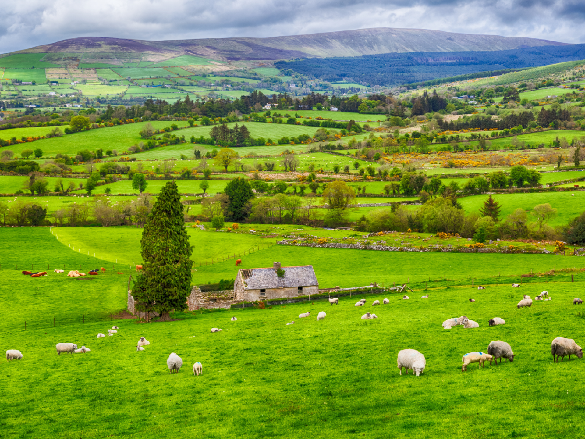 Inmersión en inglés en Irlanda (Total Immersion)